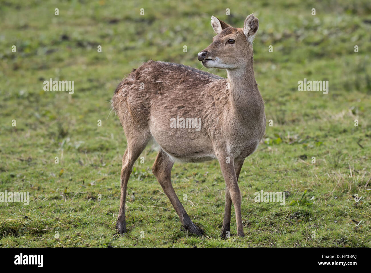 Close up portrait d'un cerf sika vietnamiens alerte à l'arrêt doe à légèrement vers l'arrière par-dessus son épaule Banque D'Images