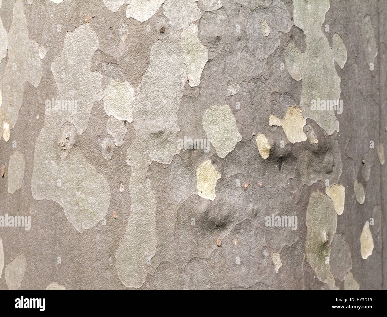 Écorce texturée de l'arbre plan ou sycamore Banque D'Images
