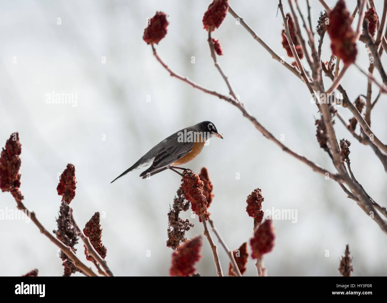 Oiseau de Robin Banque D'Images