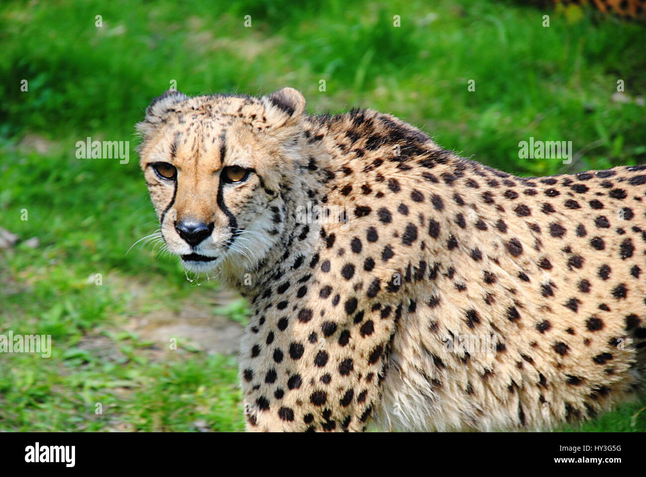 Le guépard à la caméra en Banque D'Images