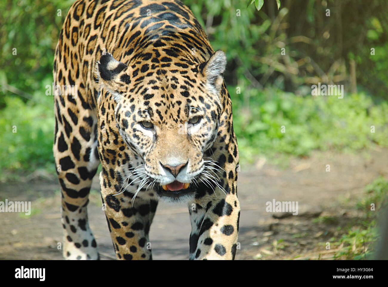 Jaguar walking outdoors Banque D'Images