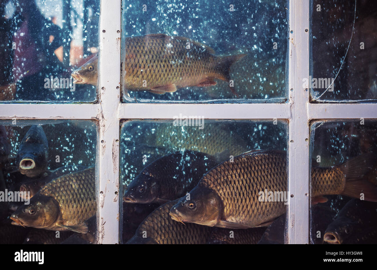 Vue rapprochée d'un récipient pour la vente de poisson frais sur le marché. Banque D'Images