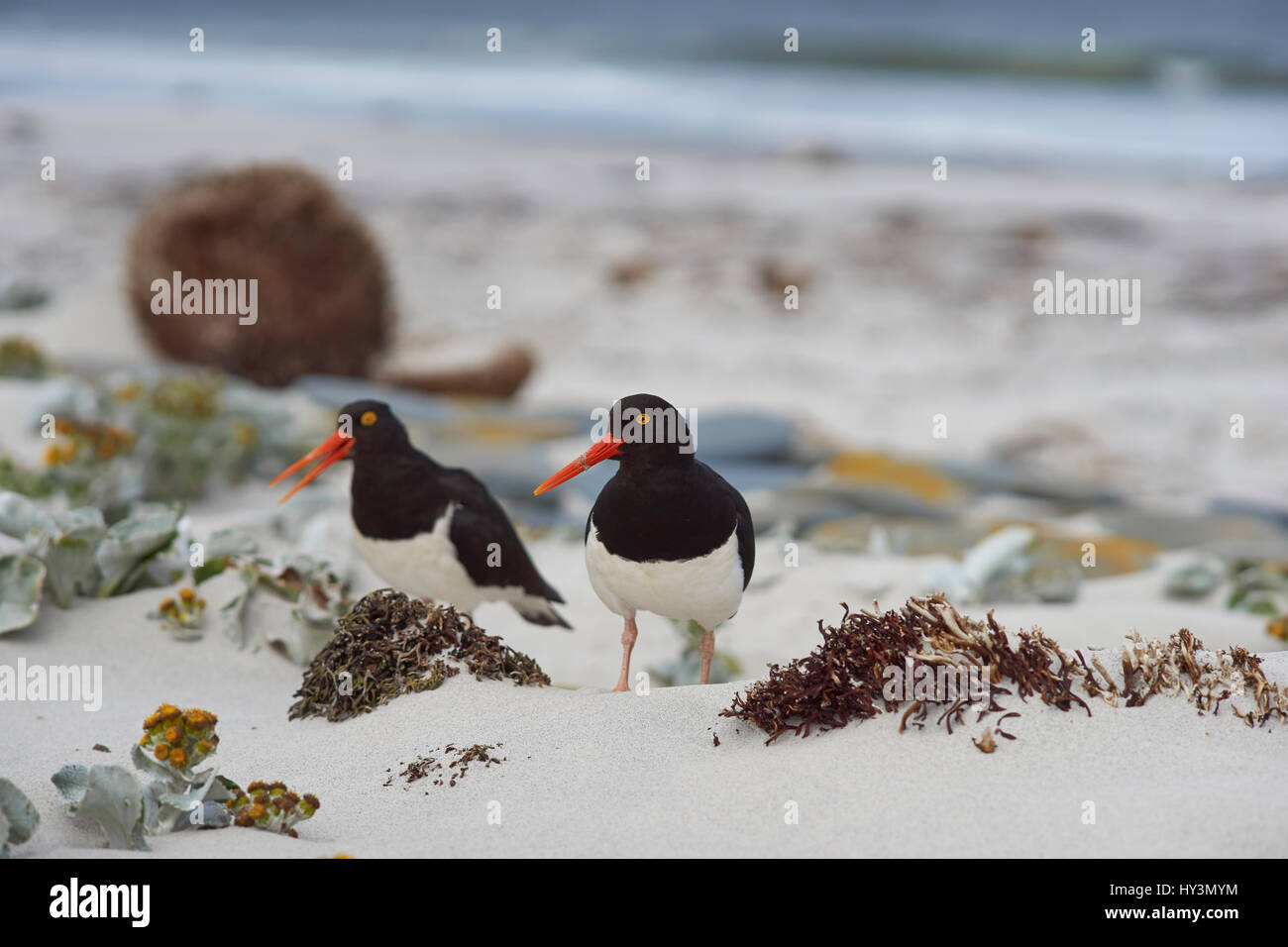 Les Huîtriers de Magellan (Haematopus leucopodus) chez les plantes Chou Mer (Senecio candidans) sur une plage de sable fin sur l'Île Sealion. Banque D'Images