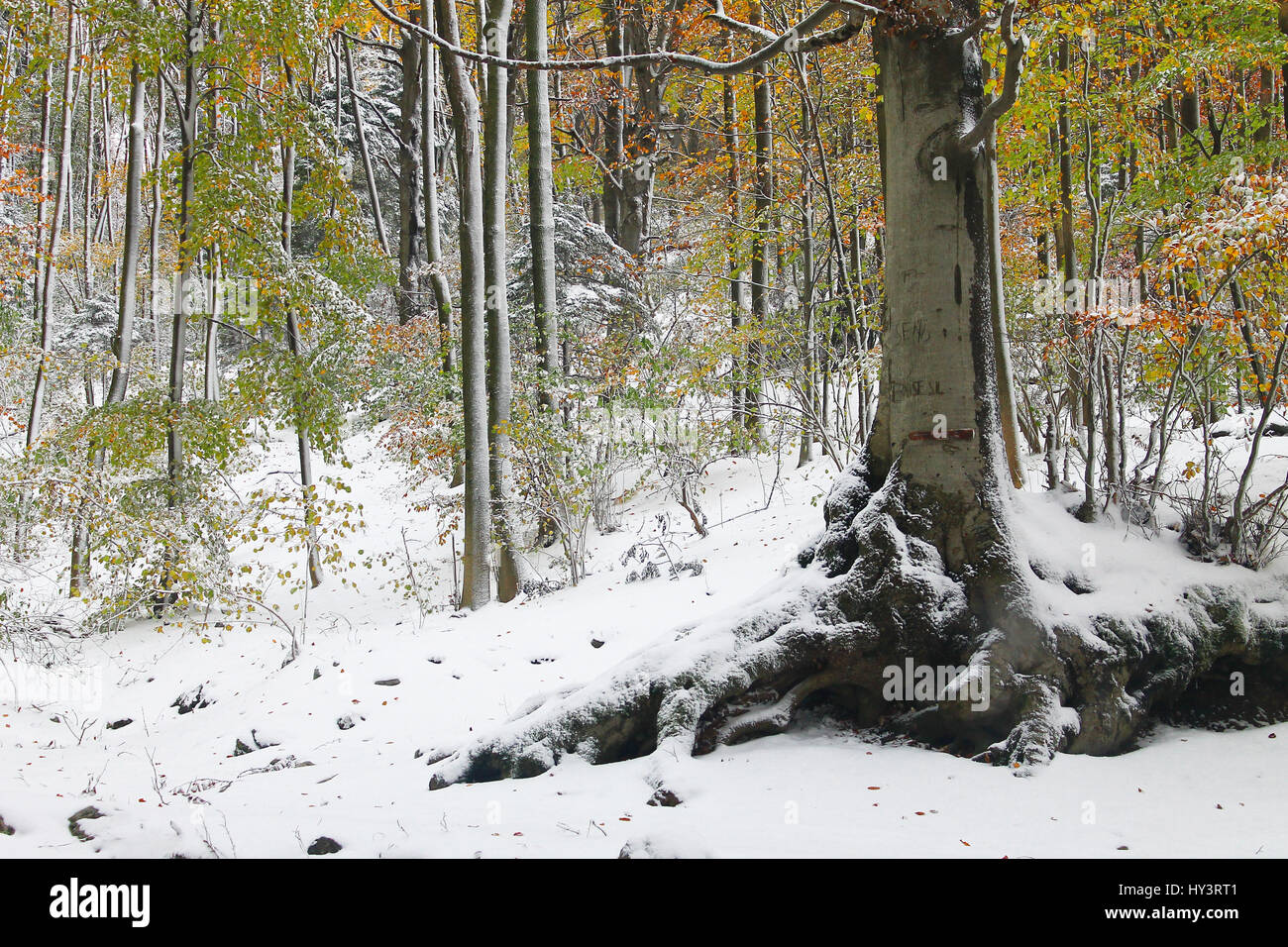 La neige de l'automne dans les bois Banque D'Images