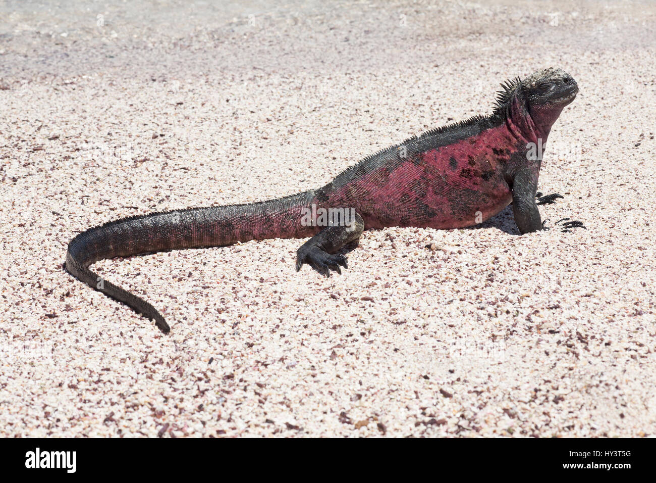 Mâle d'Iguana marine (Amblyrhynchus cristatus) dans les couleurs de la saison de reproduction se bassant sur le sable de plage de l'île d'Espanola Banque D'Images