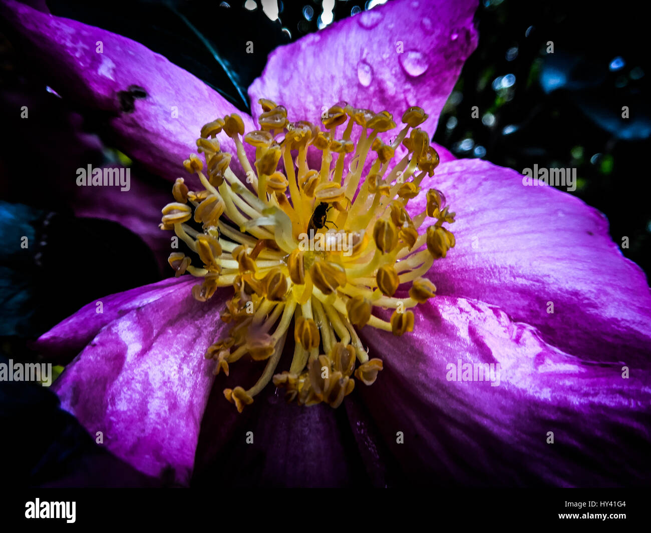 Nom Commun Quand Une Fleur S épanouit Portrait Of Passion fleur qui s'épanouit en plein air Photo Stock - Alamy