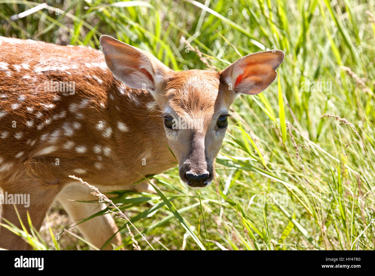 Bebe Chevreuil Biche Repere Gros Yeux Close Up Photo Stock Alamy
