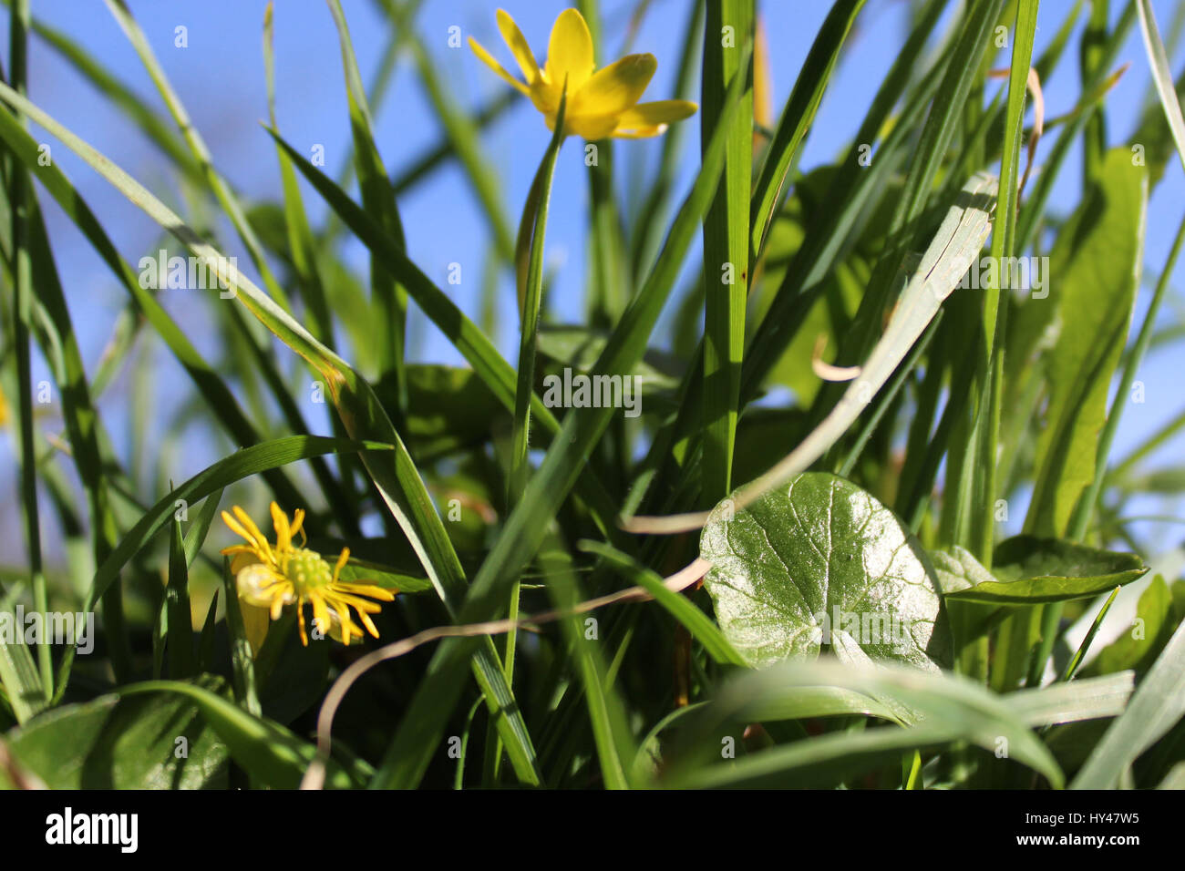 De plus en plus parmi les pâquerettes feuillage vert Banque D'Images