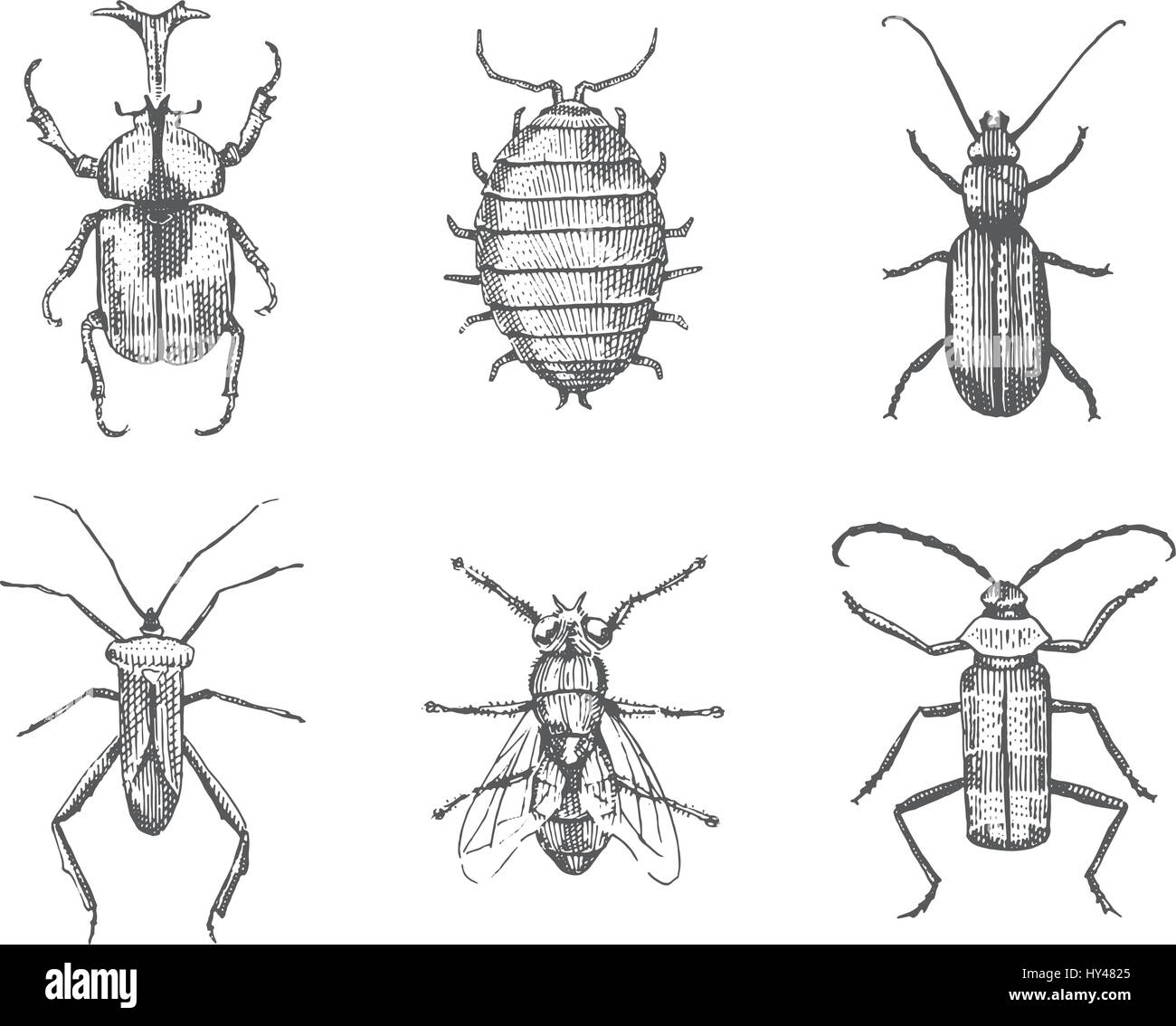 Grand ensemble de bugs insectes coléoptères et les abeilles, les puces de nombreuses espèces dans l'ancien style vintage dessinés à la main, gravées sur bois illustration animaux Illustration de Vecteur