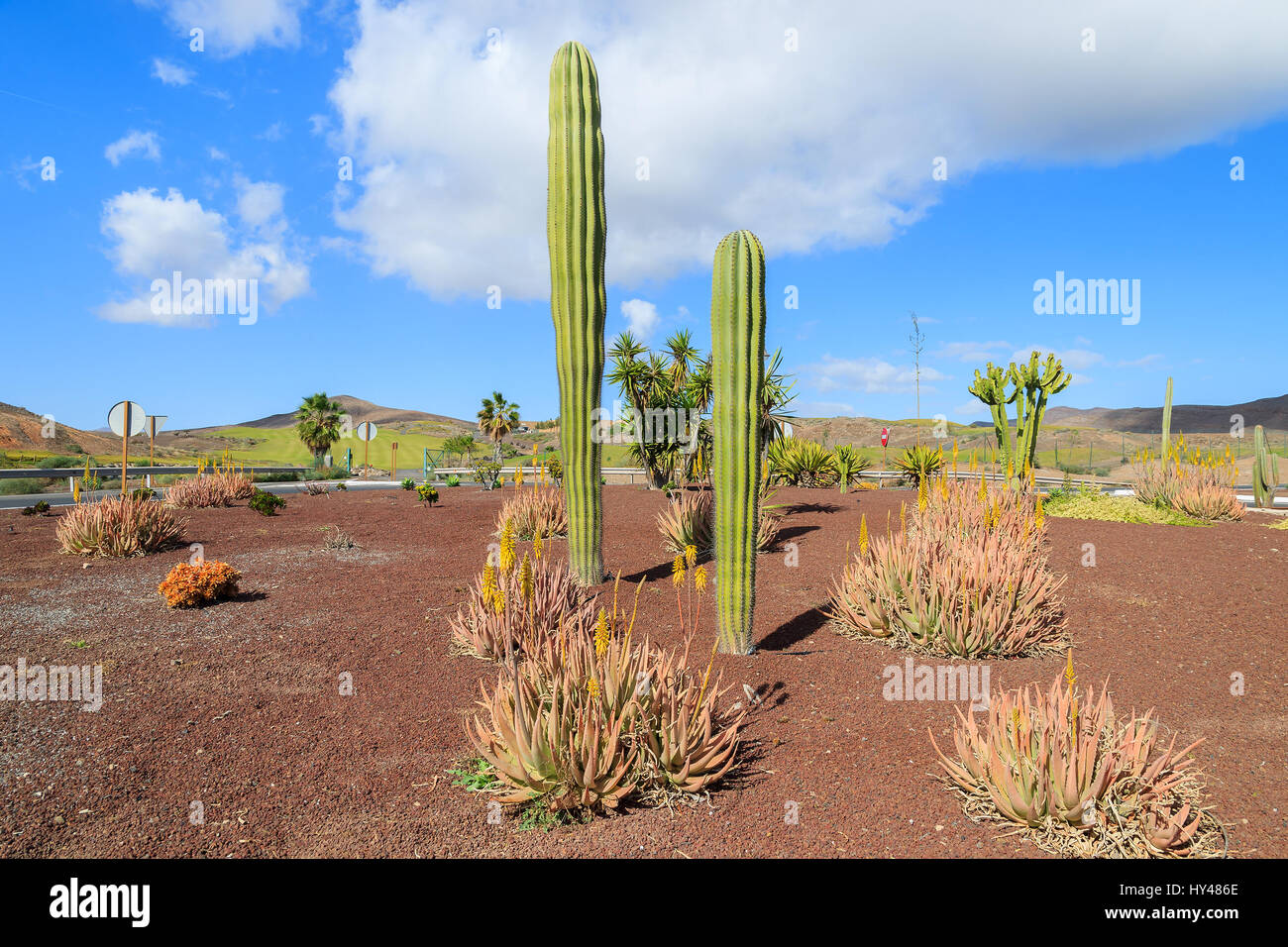 Grand grand cactus poussant sur Fuerteventura parmi d'autres plantes tropicales près de route de Las Playitas town, îles de Canaries, Espagne Banque D'Images