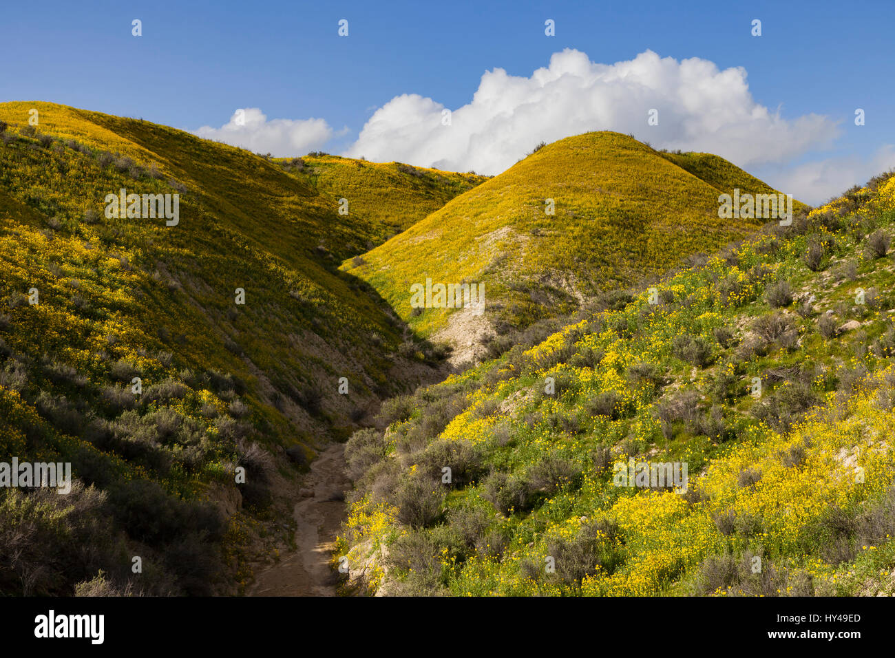 Les fleurs sauvages s'épanouissent dans la gamme Temblor et la faille de San Andreas Carrizo au Monument National en Californie. Banque D'Images