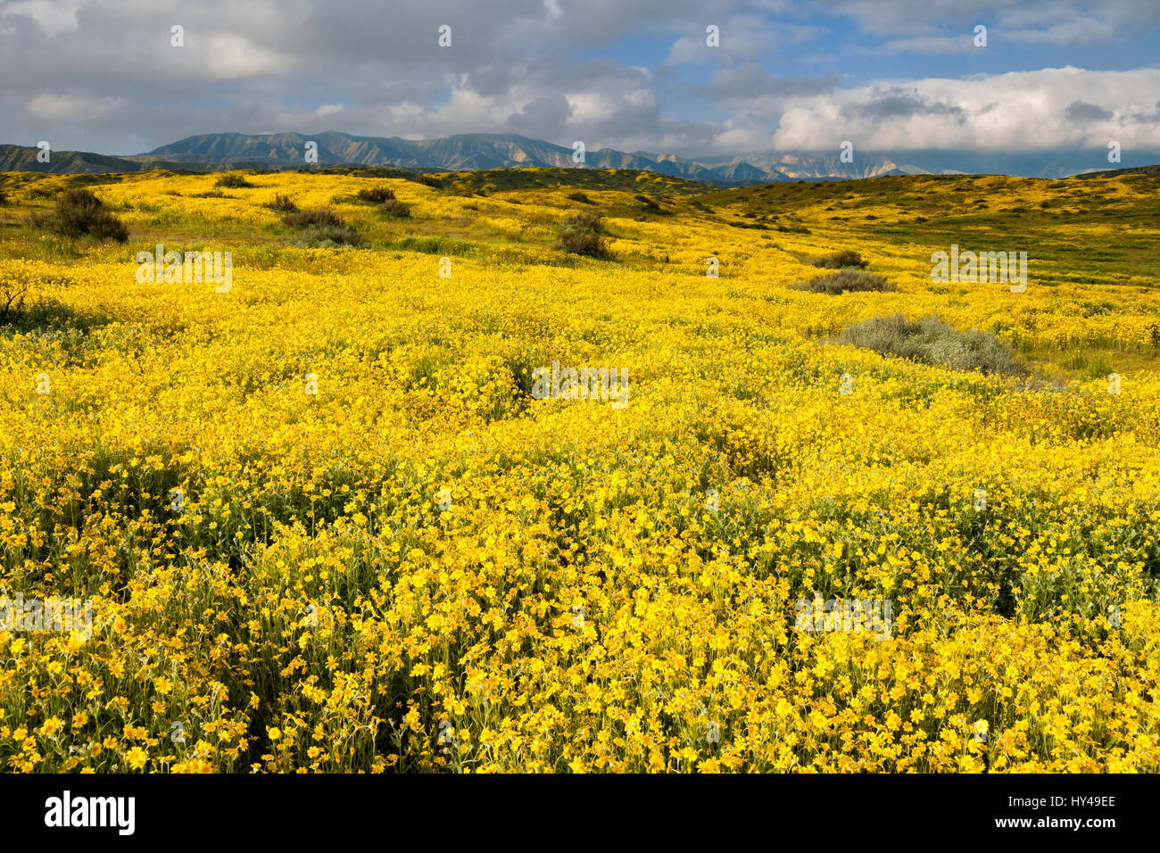 Lasthenia californica, Commun Goldfields, qui fleurit dans les contreforts de la plaine au Carrizo Plain National Monument Carrizo en Californie. Banque D'Images