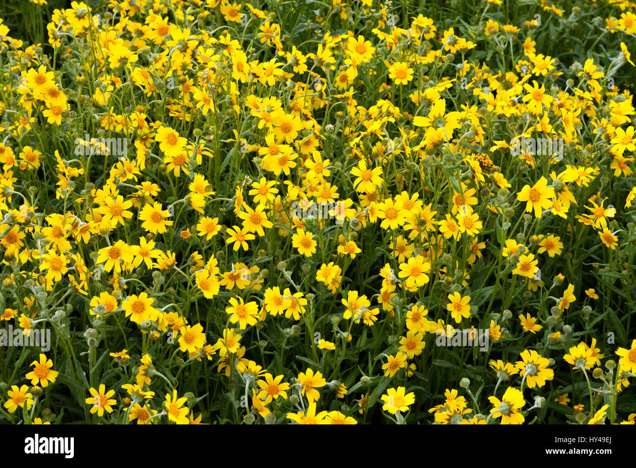 Lasthenia californica. Goldfields commun, en fleurs à l'Carrizo Plain National Monument en Californie. Banque D'Images