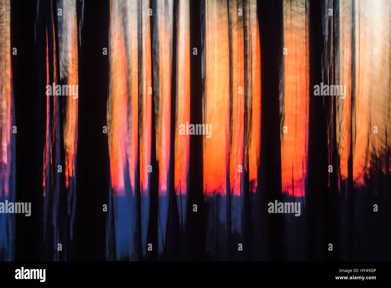 Image abstraite de la silhouette floue, les troncs des arbres au coucher du soleil sur l'océan. Image captée par un panoramique vertical Banque D'Images