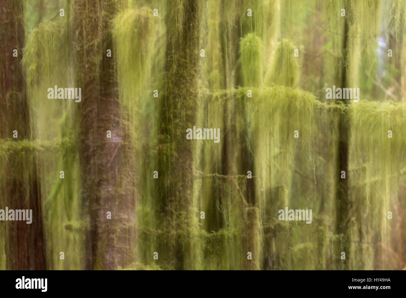 Image abstraite de vert, d'arbres couverts de mousse dans la forêt pluviale de la côte ouest a éthérées, des qualités de rêve grâce à un panoramique vertical Banque D'Images