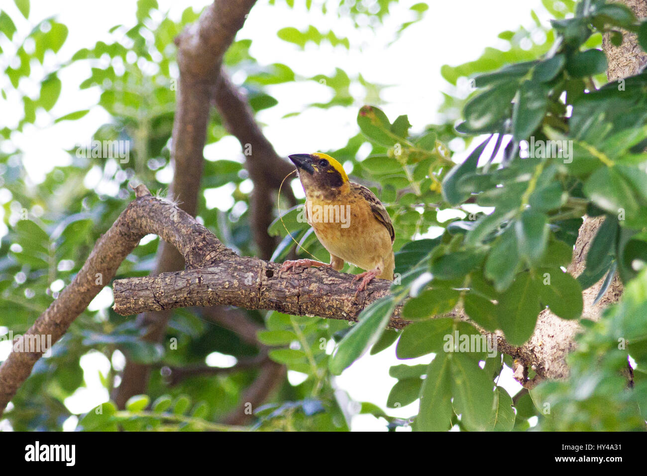 Un mâle Baya Weaver (Ploceus philippinus) sur son chemin vers son nid dans une colonie dans le centre de la Thaïlande weaverbird Banque D'Images