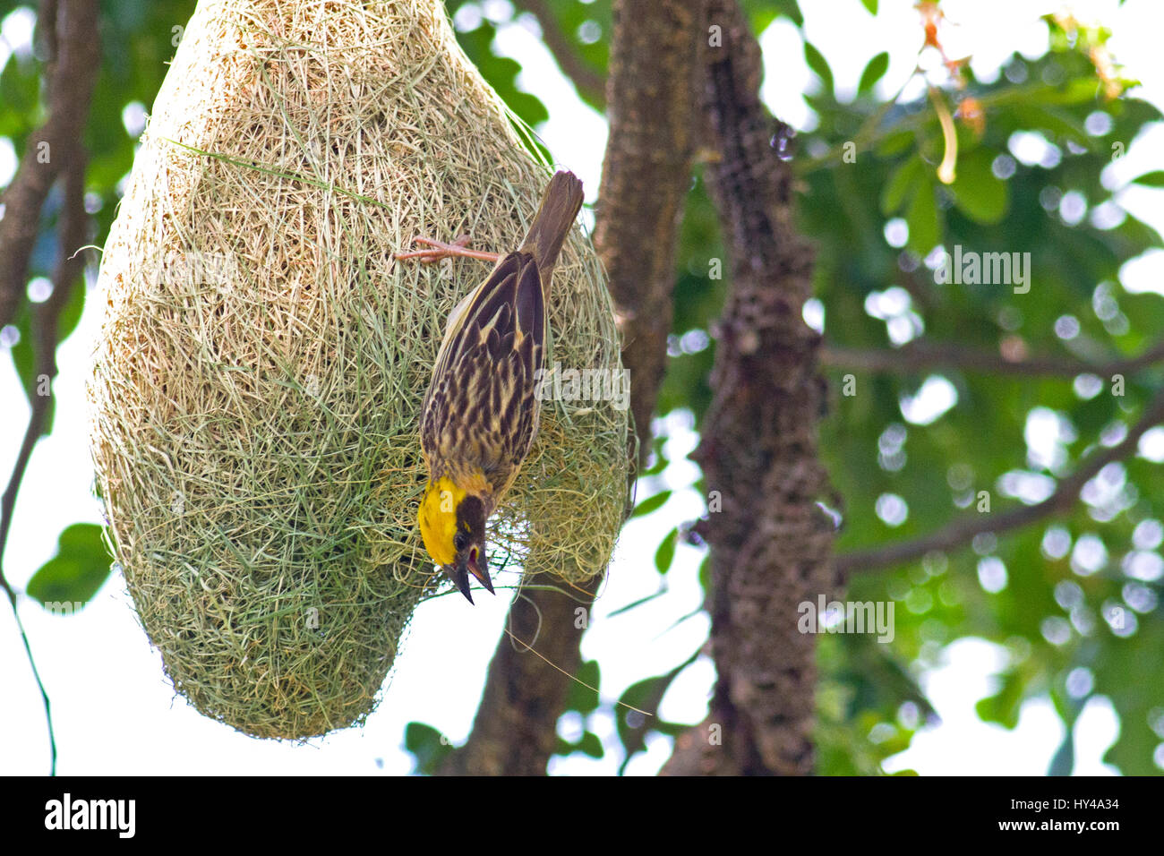 Un mâle Baya Weaver (Ploceus philippinus) sur son nid dans une colonie dans le centre de la Thaïlande weaverbird Banque D'Images