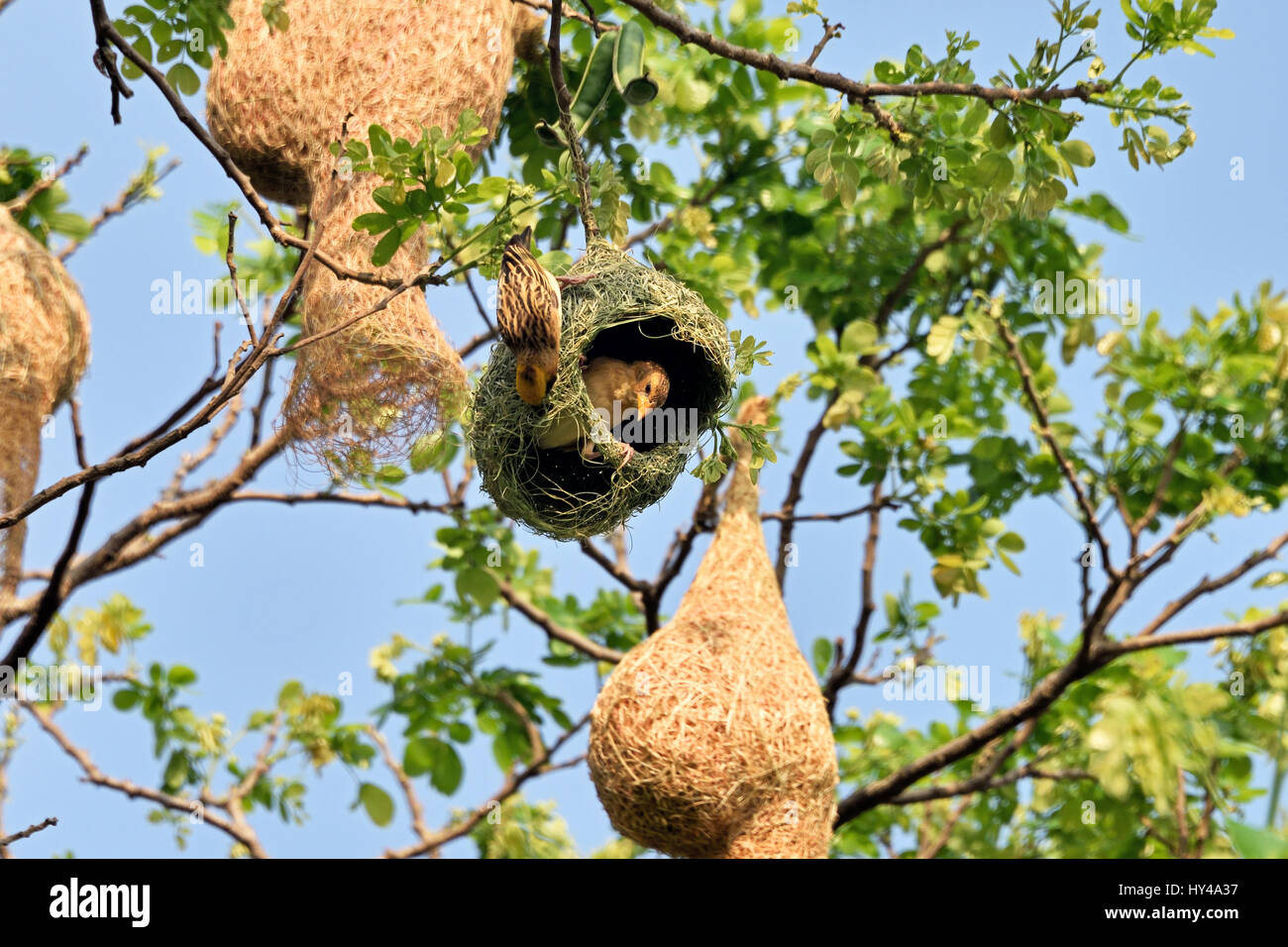 Une paire de Baya Weavers (Ploceus philippinus) avec les hommes et les femmes sur leur nid dans un grand arbre en Thailande Banque D'Images