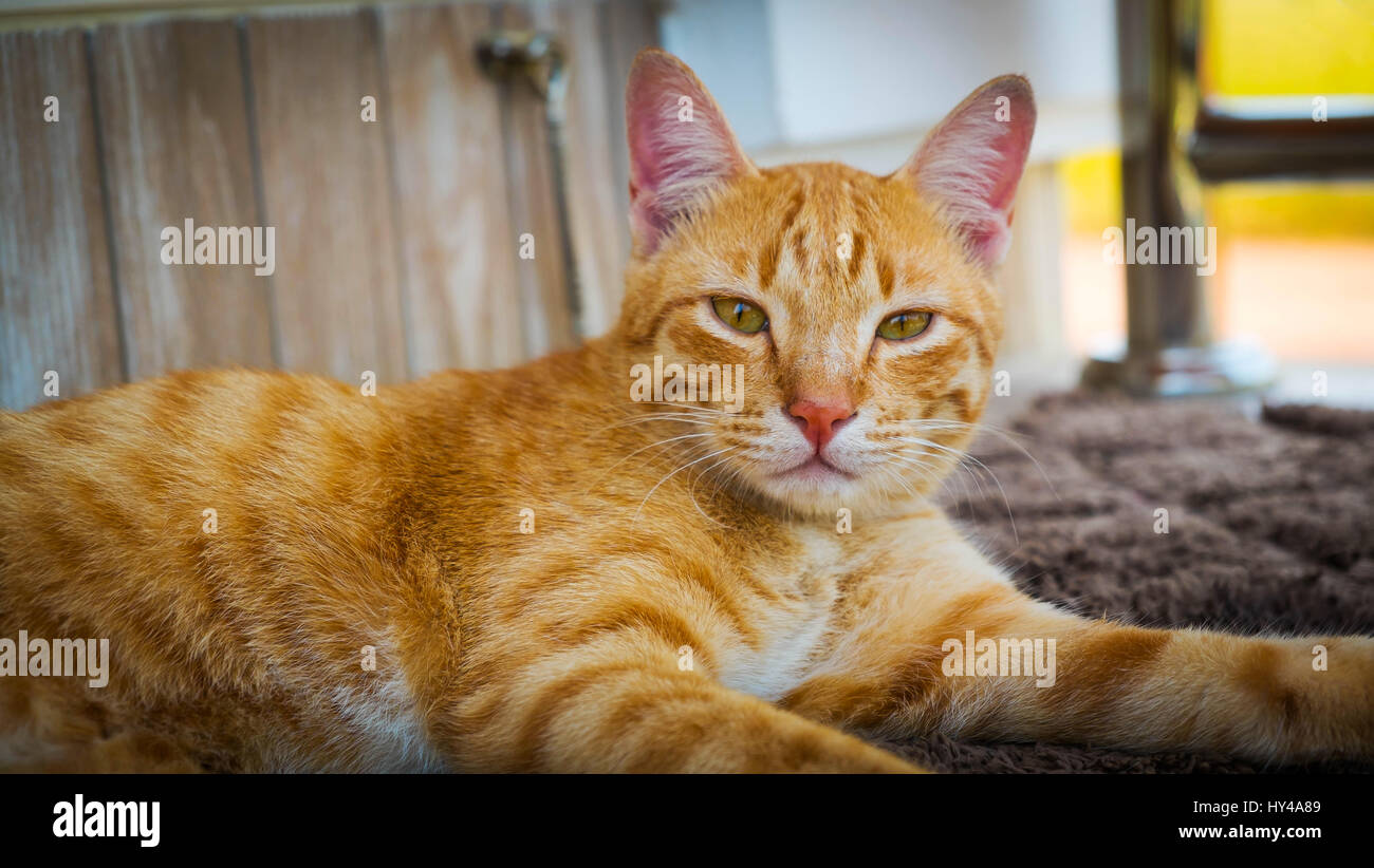 Le chat assis sur un tapis, portrait de chat, chat brun est à la recherche et couché sur le tapis Banque D'Images