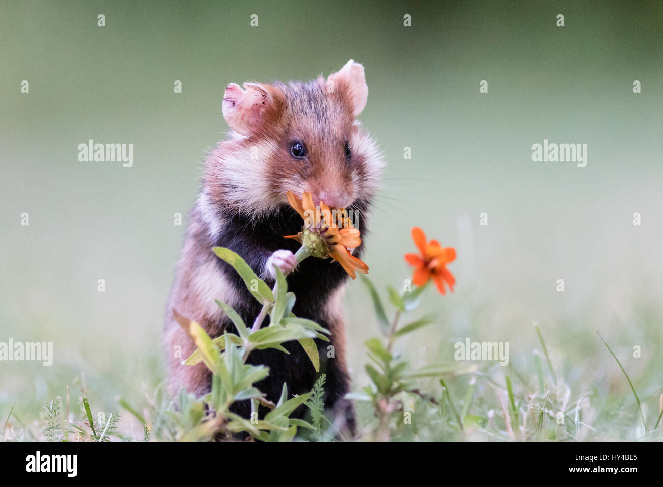 Grand hamster (Cricetus cricetus) en prairie, Vienne, Autriche Banque D'Images