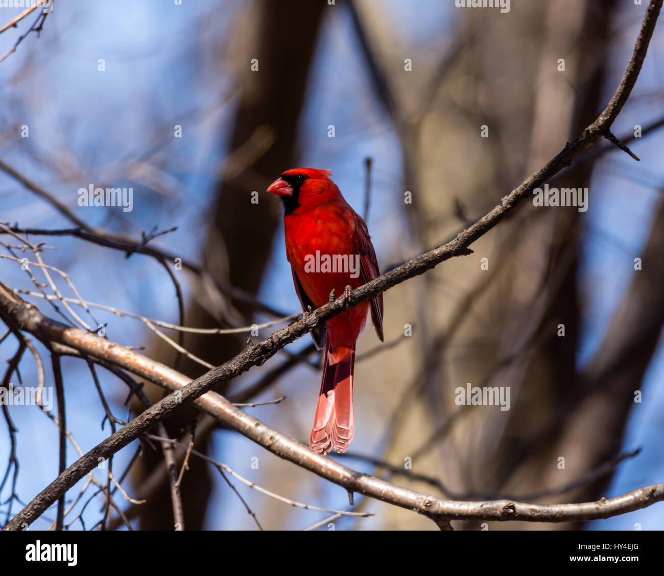 Un mâle Cardinal rouge (Cardinalis cardinalis) dans le sud-est du Michigan, USA. Banque D'Images