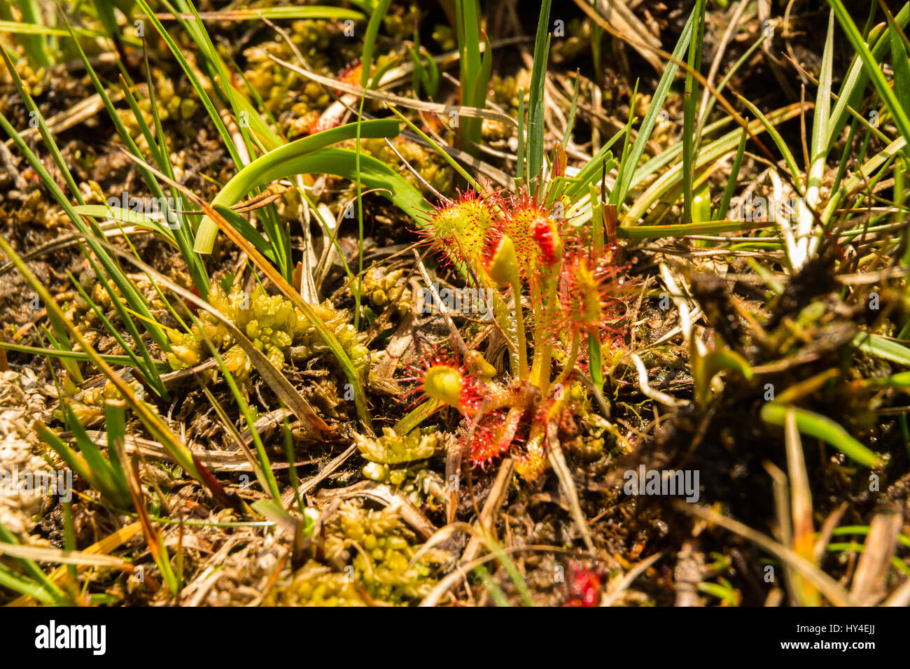 Round leaved sundew Drosera ou conjoint, Drosera rotundifolia. Close up ou macro. Banque D'Images