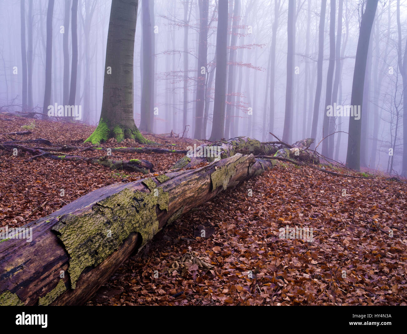 Allemagne, Brandebourg, Grumsiner Forst, le bois mort dans le brouillard Buchenwald, UNESCO World Heritage forêts de hêtre européen, Réserve de biosphère de l'UNESCO Schorfheide-Chorin Banque D'Images