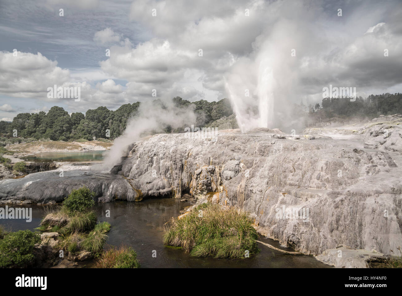 La Nouvelle-Zélande, Rotorua, île du nord du Commonwealth, geyser Pohutu geyser, fontaine, à Whakarewarewa Banque D'Images