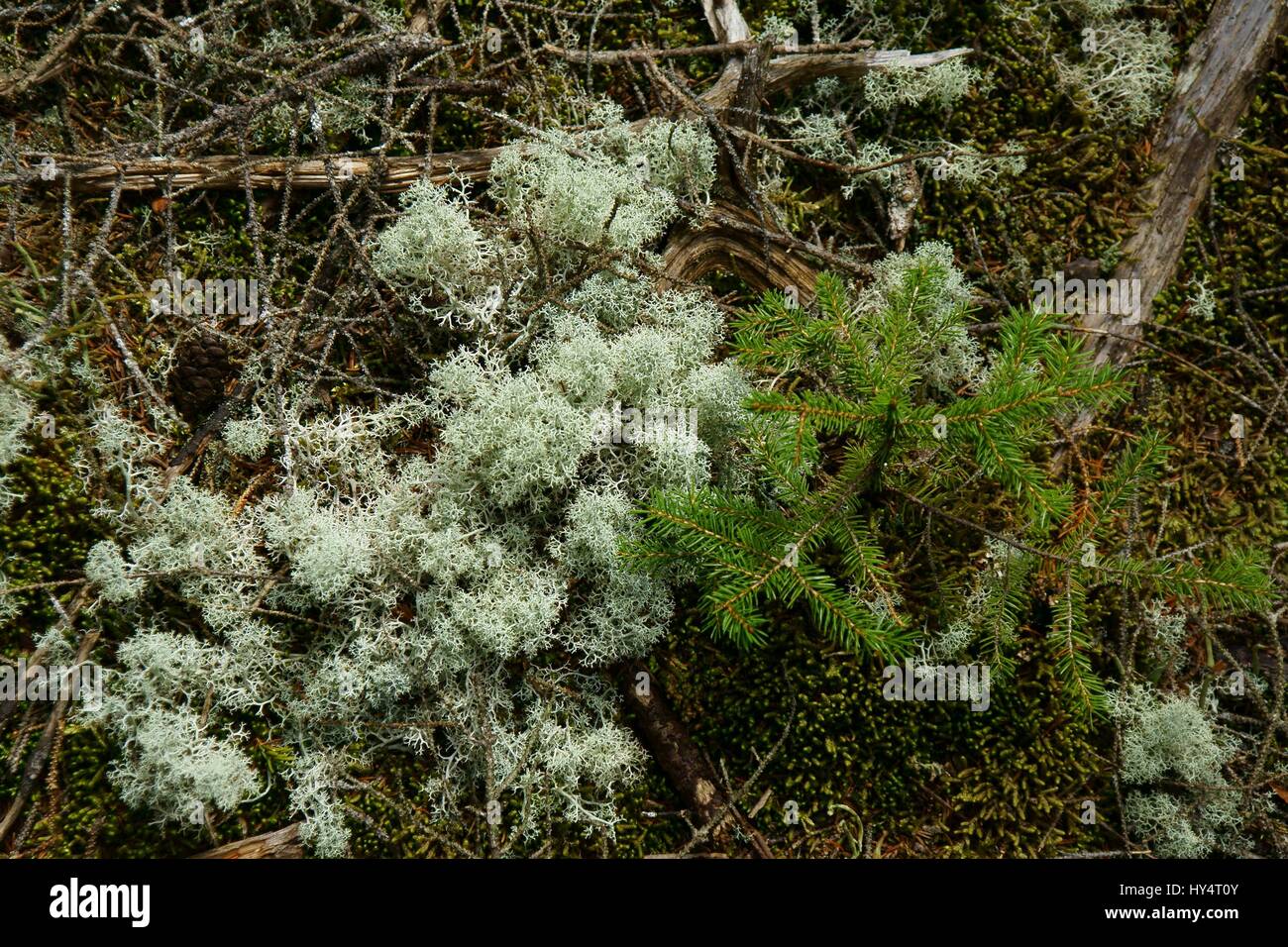 Vue de dessus de lichens fruticuleux et un tout petit sapin sur les branches close up Banque D'Images