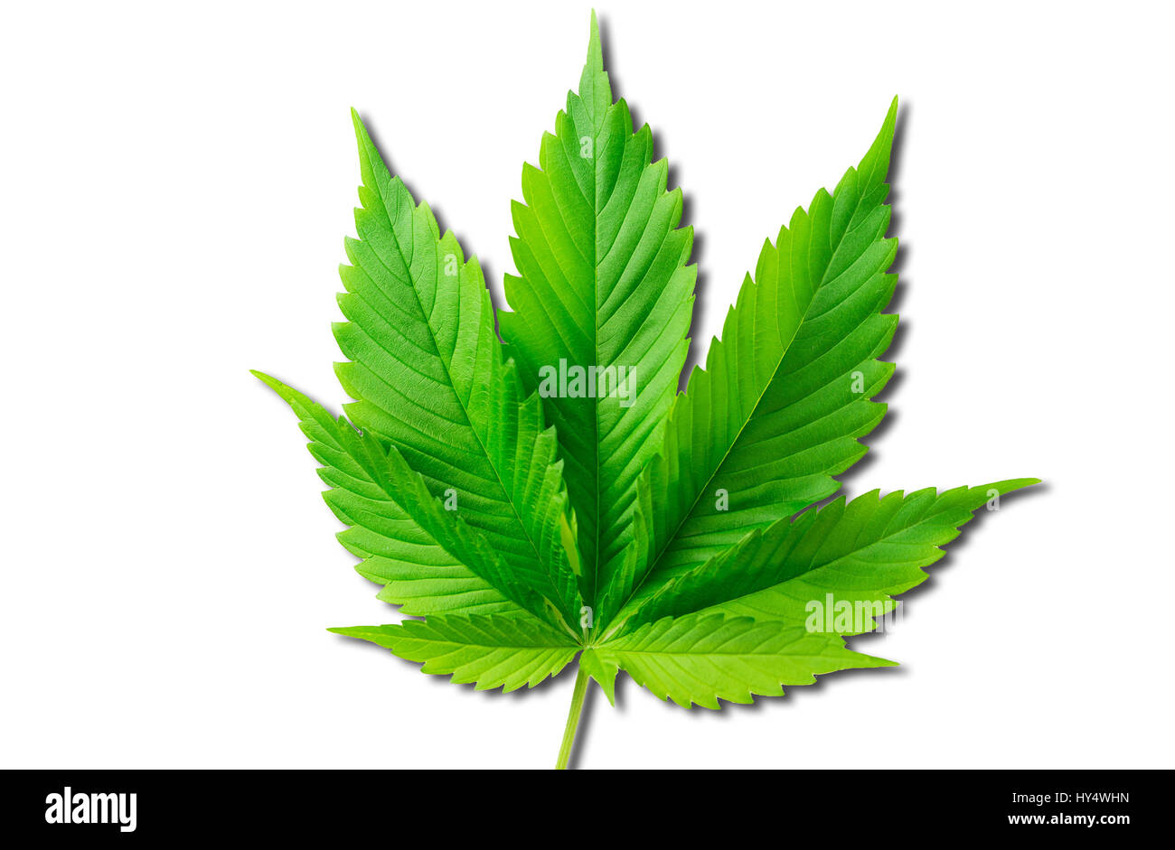 Le chanvre, cannabis sativa, le Cannabis sativa , Hanf , Banque D'Images