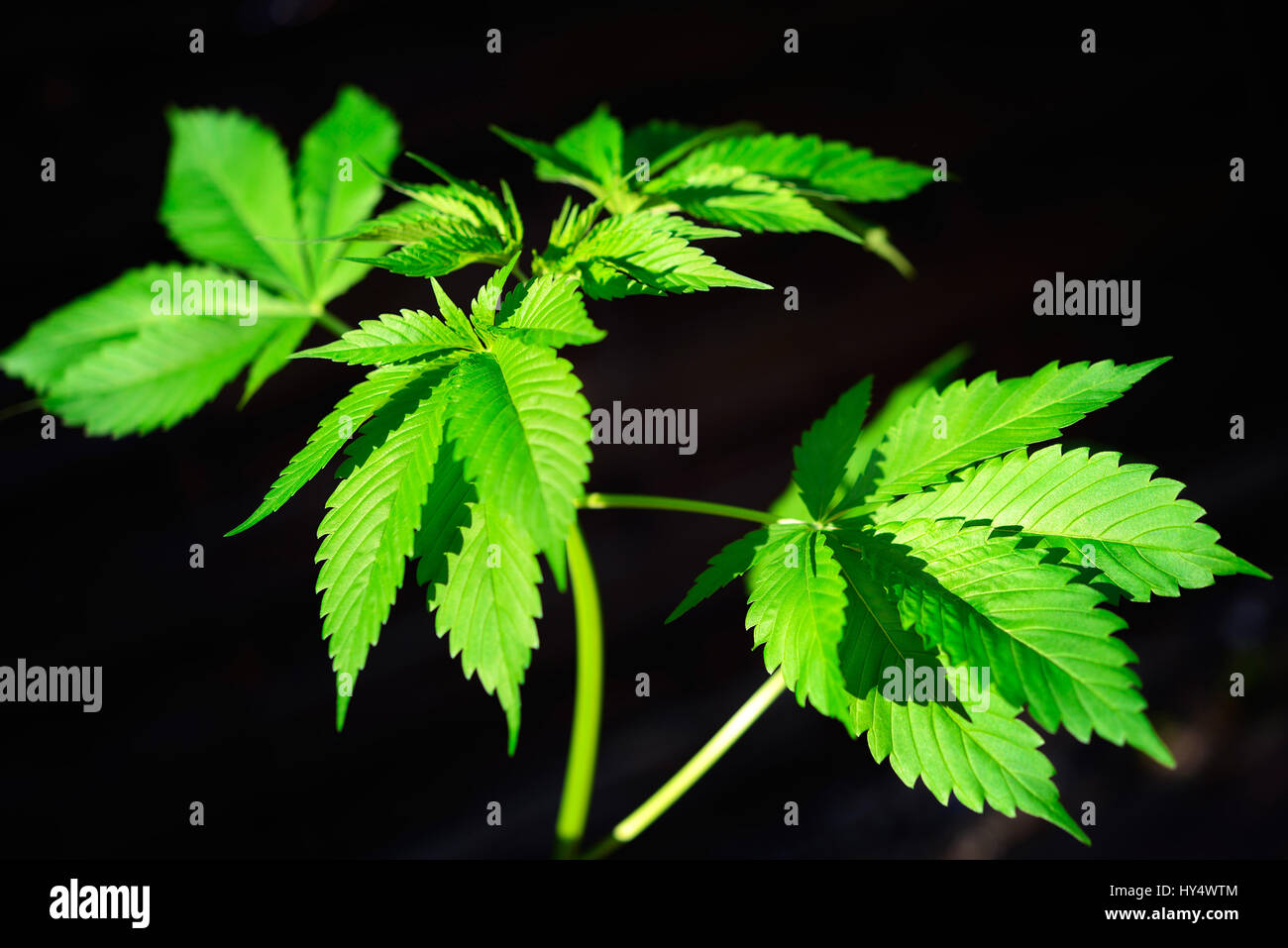 Le chanvre, cannabis sativa, le Cannabis sativa , Hanf , Banque D'Images