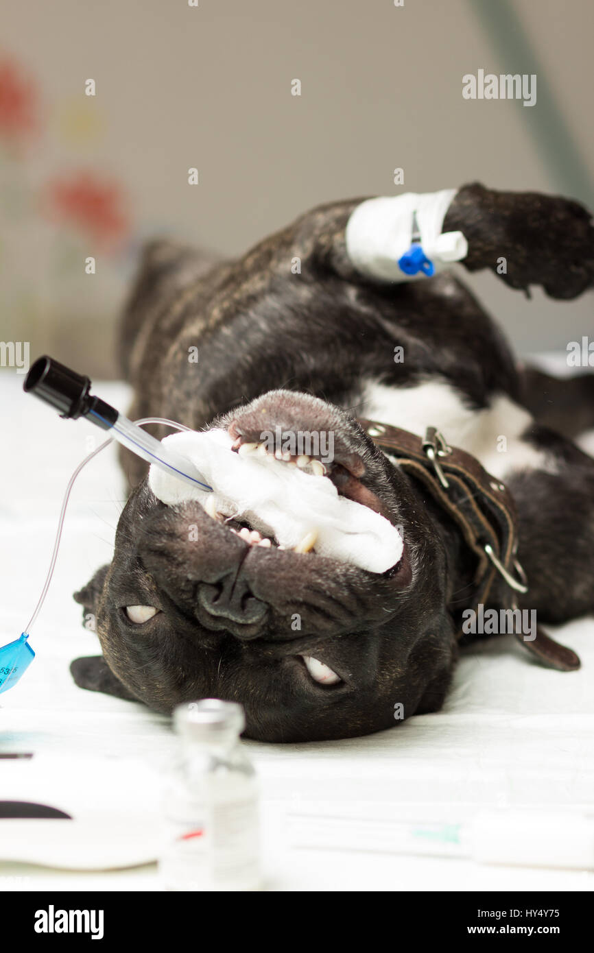 Le vétérinaire, la stérilisation d'un chien de la race bouledogue français,  de l'utérus et des canaux supprimés pendant la chirurgie se trouvent sur le  tableau suivant pour les colliers Photo Stock -