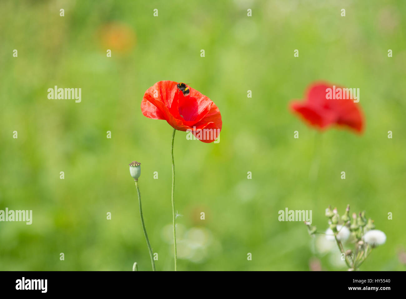 Coquelicots dans un champ Banque D'Images