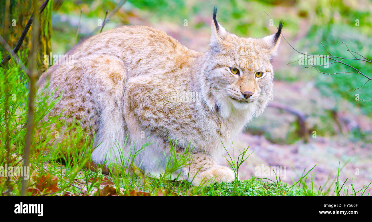 Chat lynx européen réside dans la forêt au début de l'hiver Banque D'Images