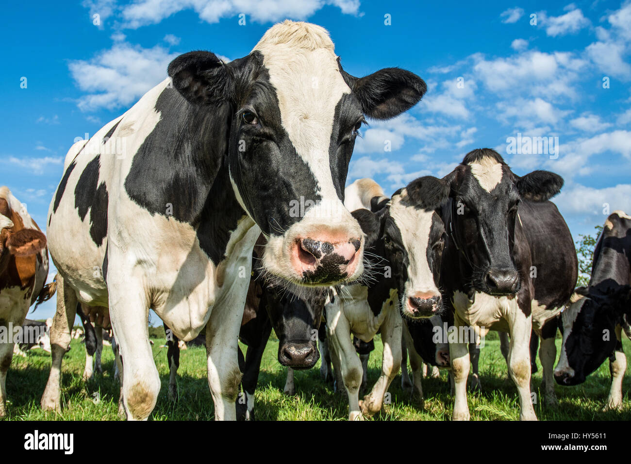 Close up d'un troupeau de vaches dans Cheshire Banque D'Images