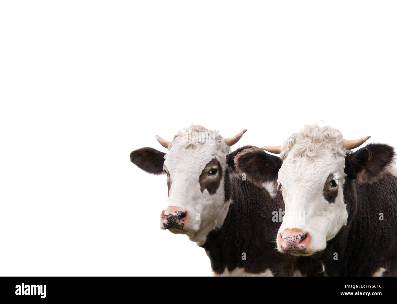 Deux vaches isolé sur fond blanc Banque D'Images