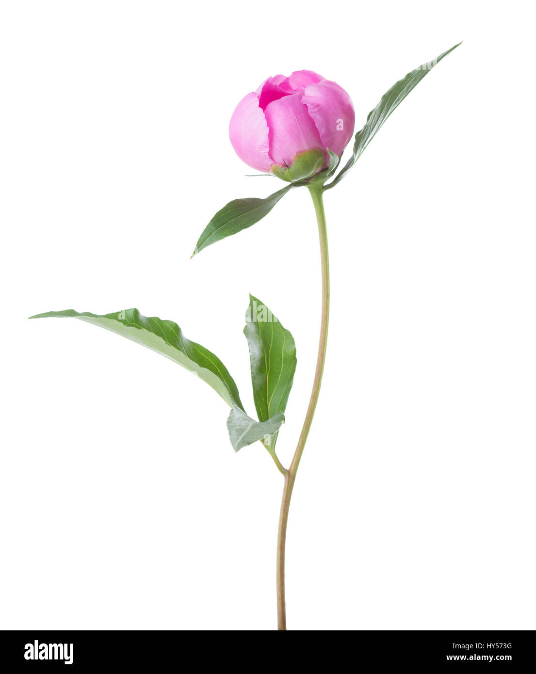 Pivoine rose isolé sur fond blanc. Banque D'Images