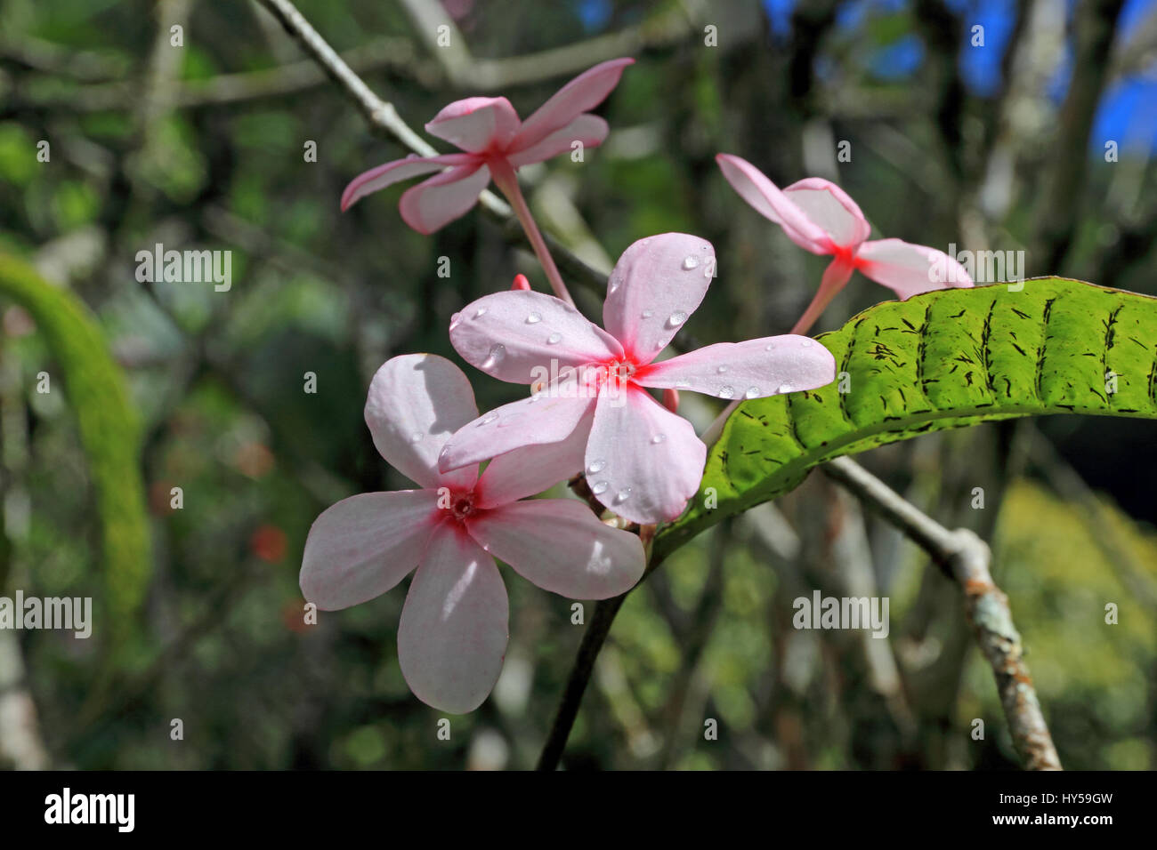 De plus en plus de fleurs tropicales dans le Jardin de Ballata gardens, Martinique Banque D'Images