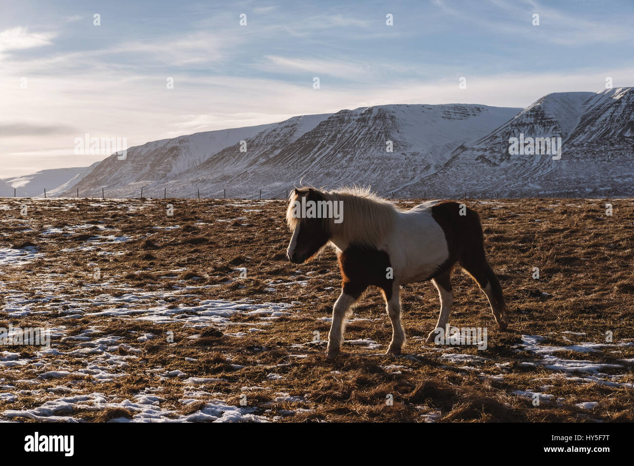 Une balade à cheval dans le champ à la terre agricole en hiver Banque D'Images