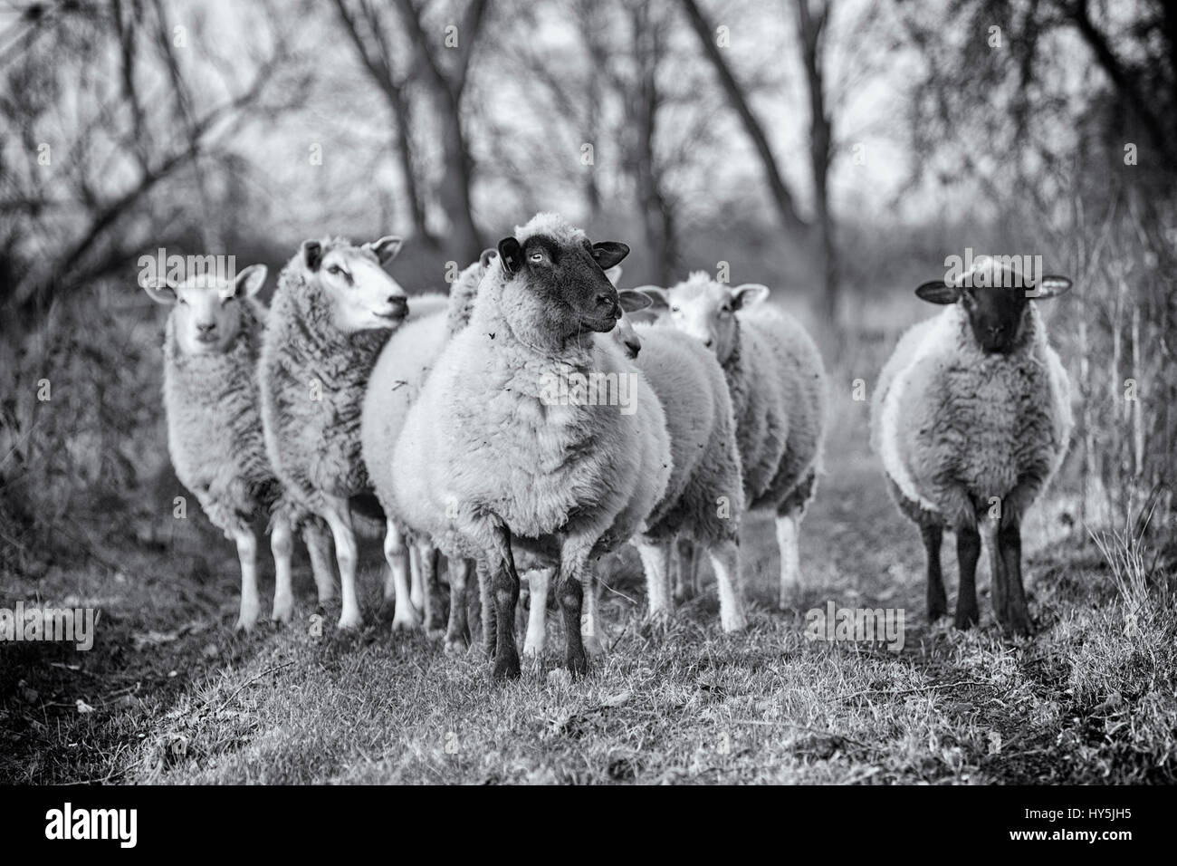 Troupeau de moutons dans les bois, traitement noir et blanc Banque D'Images