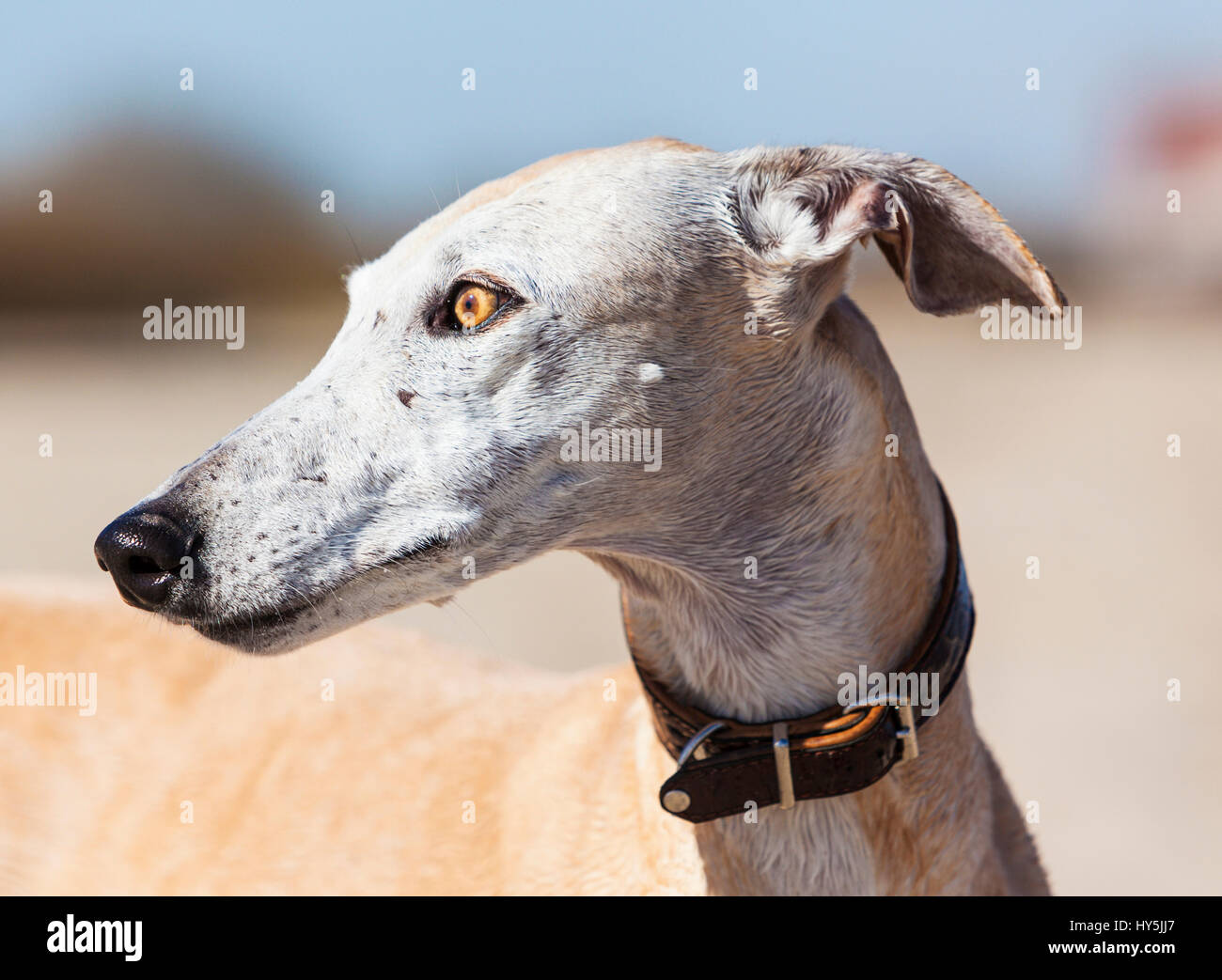 Portrait plein air de Galgo Español ou Espagnol Greyhound Banque D'Images