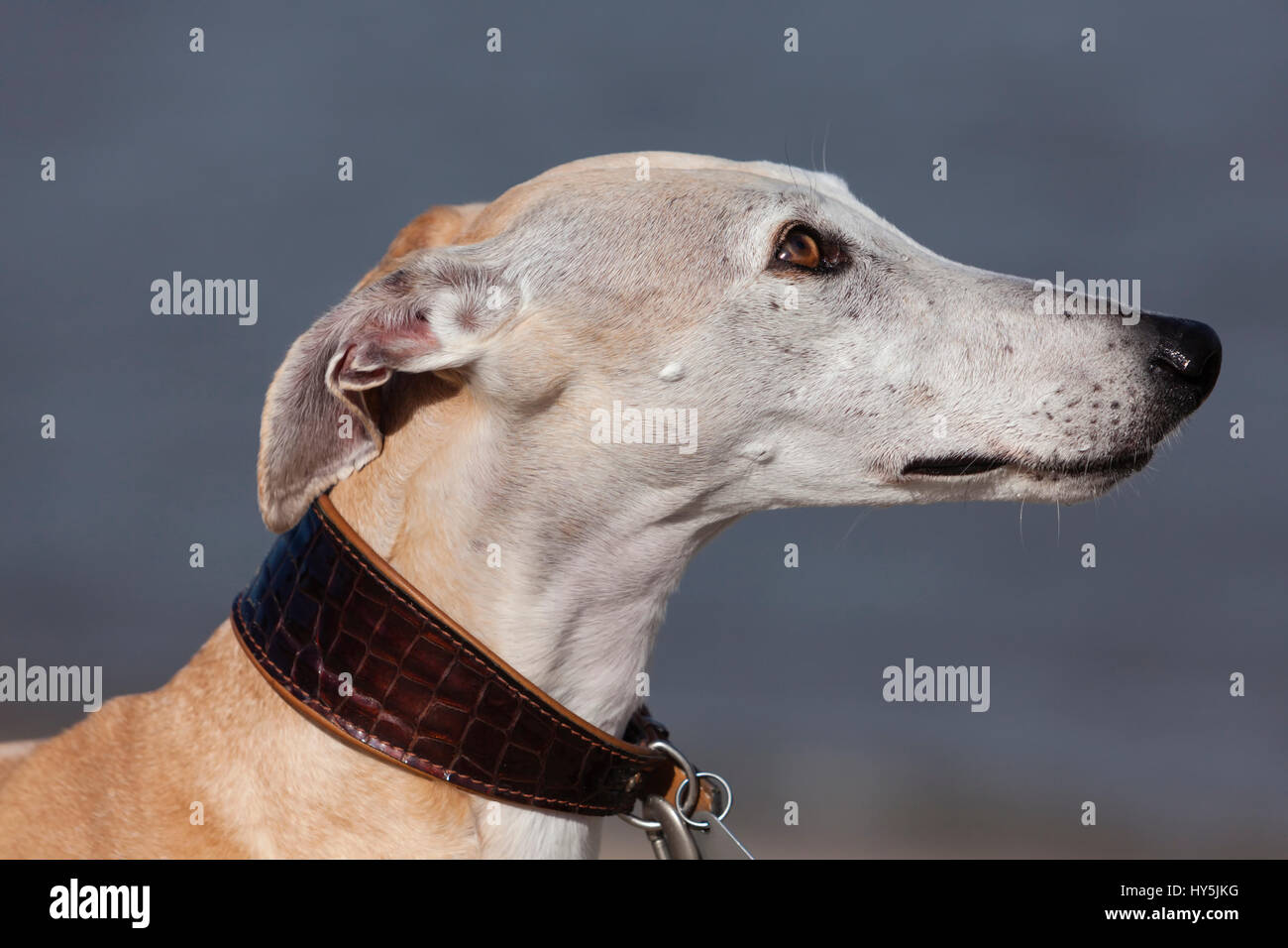 Portrait plein air de Galgo Español ou Espagnol Greyhound Banque D'Images