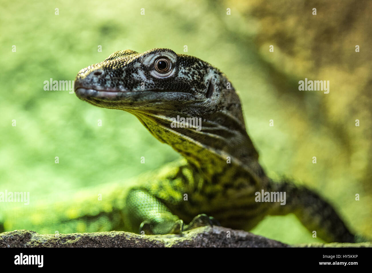 Nourriture De Dragon Komodo Banque d'image et photos - Alamy