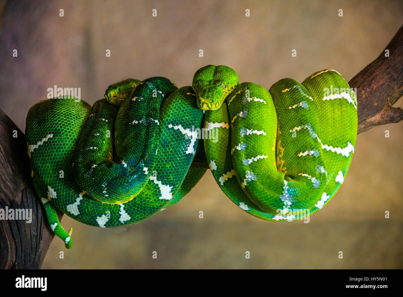 Green Tree Python (Morelia viridis) enroulé sur une branche, captive, zoo de Singapour, Singapour Banque D'Images