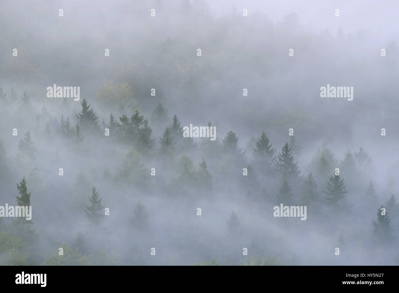 Arbres dans la brume, brouillard épais, de la vallée de l'Elbe dans la Suisse saxonne, la Suisse Saxonne, Saxe, Allemagne Banque D'Images