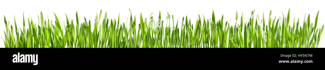 Perfect Grass Isolated - Frontière de printemps Banque D'Images