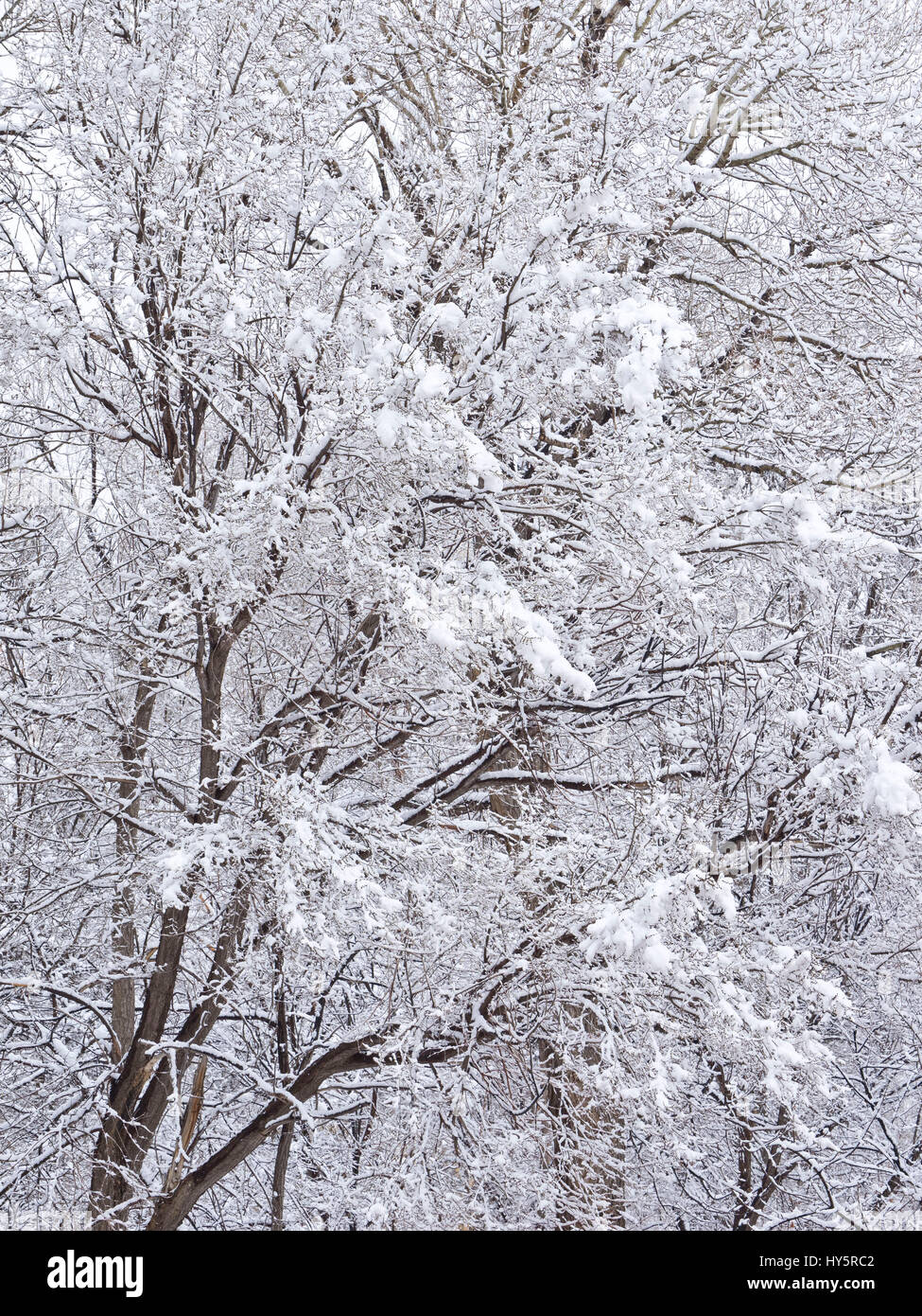 American, American West,Californie,la nature, Amérique du Nord, la neige de printemps,Shoshone, couverte de neige, arbres couverts de neige,arbres,USA,hiver,blanc,de l'ouest Banque D'Images