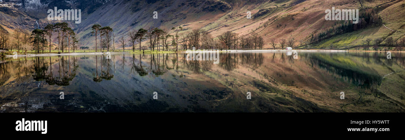 Panorama du lac Buttermere, Cumbria, Royaume-Uni avec des reflets de montagnes et d'arbres et les célèbres pins Buttermere Banque D'Images