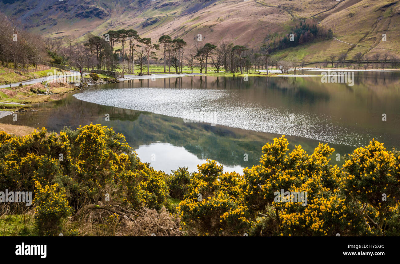 Buissons de gorges fleuris au lac Buttermere, Cumbria, Royaume-Uni Banque D'Images