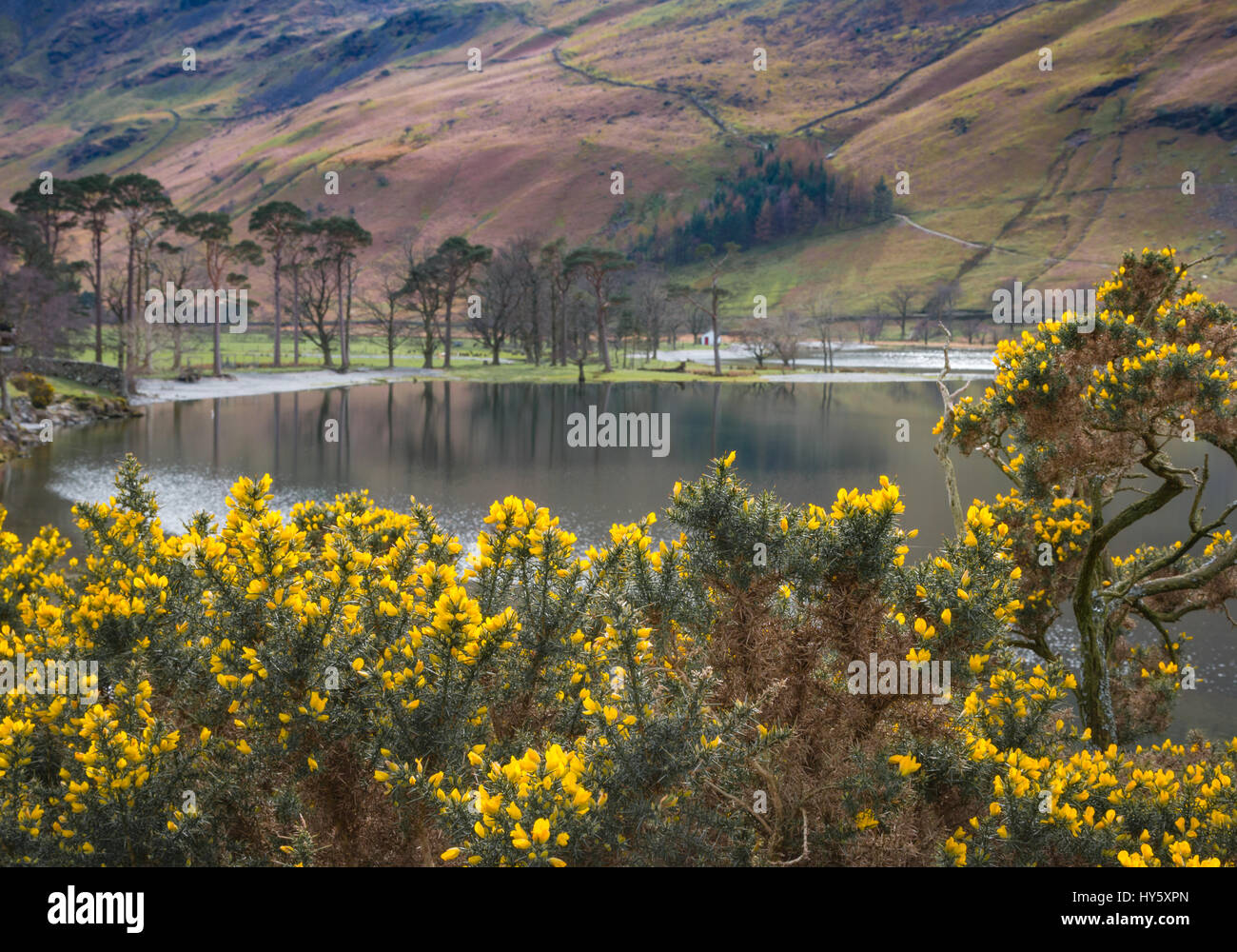 Buissons de gorges fleuris au lac Buttermere, Cumbria, Royaume-Uni Banque D'Images